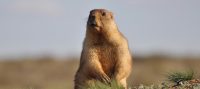 Punxutawney Phil Groundhog succession planning blog